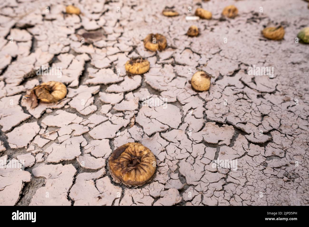 suolo incrinato e frutta deputrita a causa della scarsità di acqua. carestia e siccità globali Foto Stock