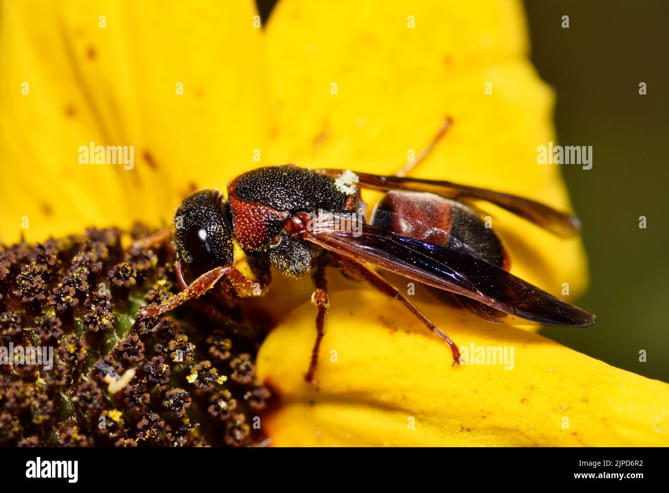 Mason Wasp rosso e nero (Pachodynerus erynnis) che impollinano un fiore giallo. Noto anche come Pachodynerus marcato Rosso della famiglia Vespidae. Foto Stock