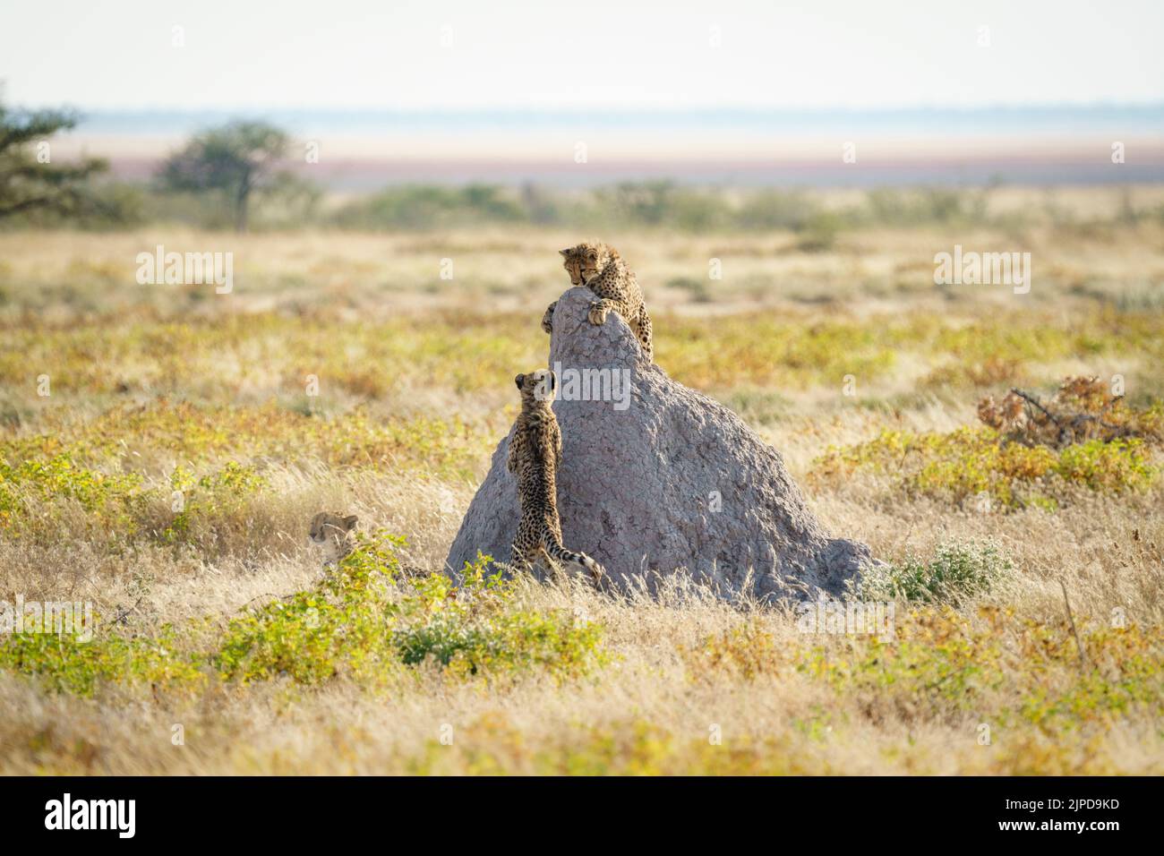 Cheetahs (Acinonyx jubatus) 2 gioco di combattimento sulla collina di termite. Parco Nazionale di Etosha, Namibia, Africa Foto Stock
