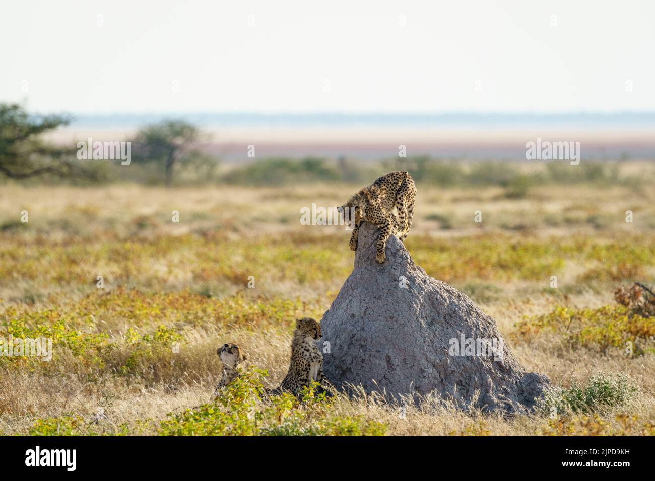Cheetahs (Acinonyx jubatus) 2 gioco di combattimento sulla collina di termite. Parco Nazionale di Etosha, Namibia, Africa Foto Stock