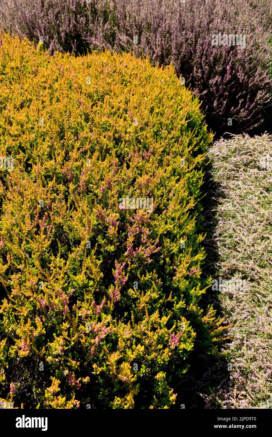 Calluna vulgaris 'lucciola' Foto Stock