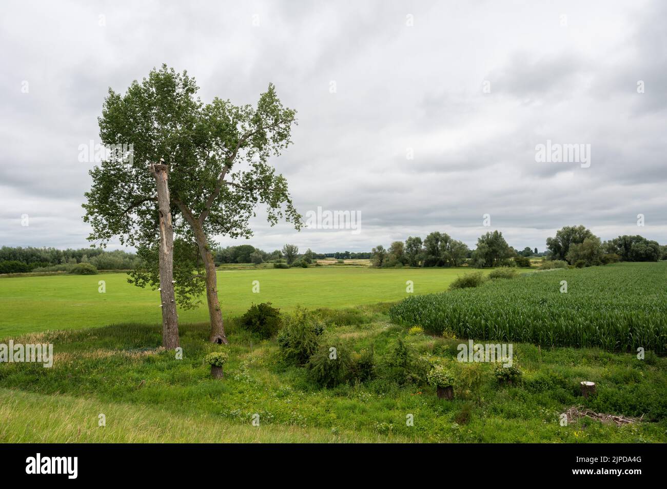 Verdi colline e prati nelle zone umide della zona di alluvione naturale intorno a Passewaaij, Paesi Bassi Foto Stock