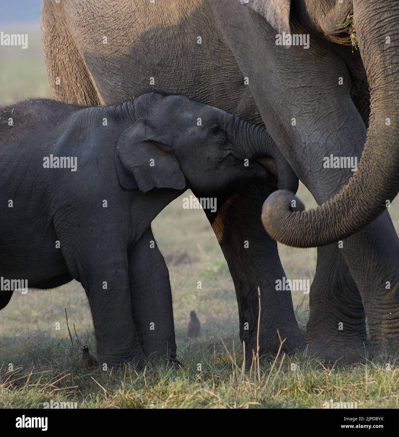 Giovane polpaccio di elefante. Jim Corbett National Park, India. Foto Stock