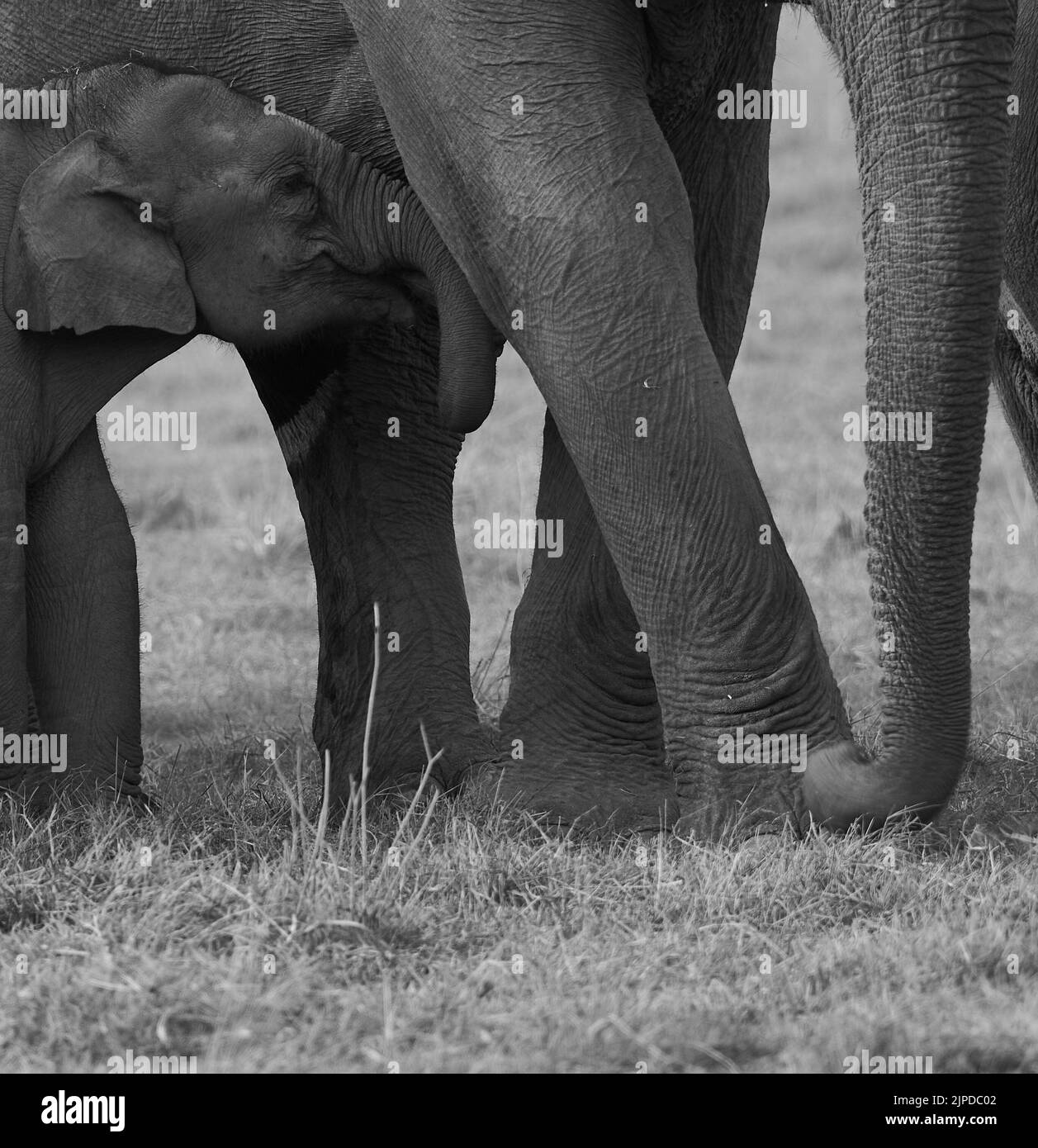Giovane polpaccio di elefante. Jim Corbett National Park, India. Foto Stock