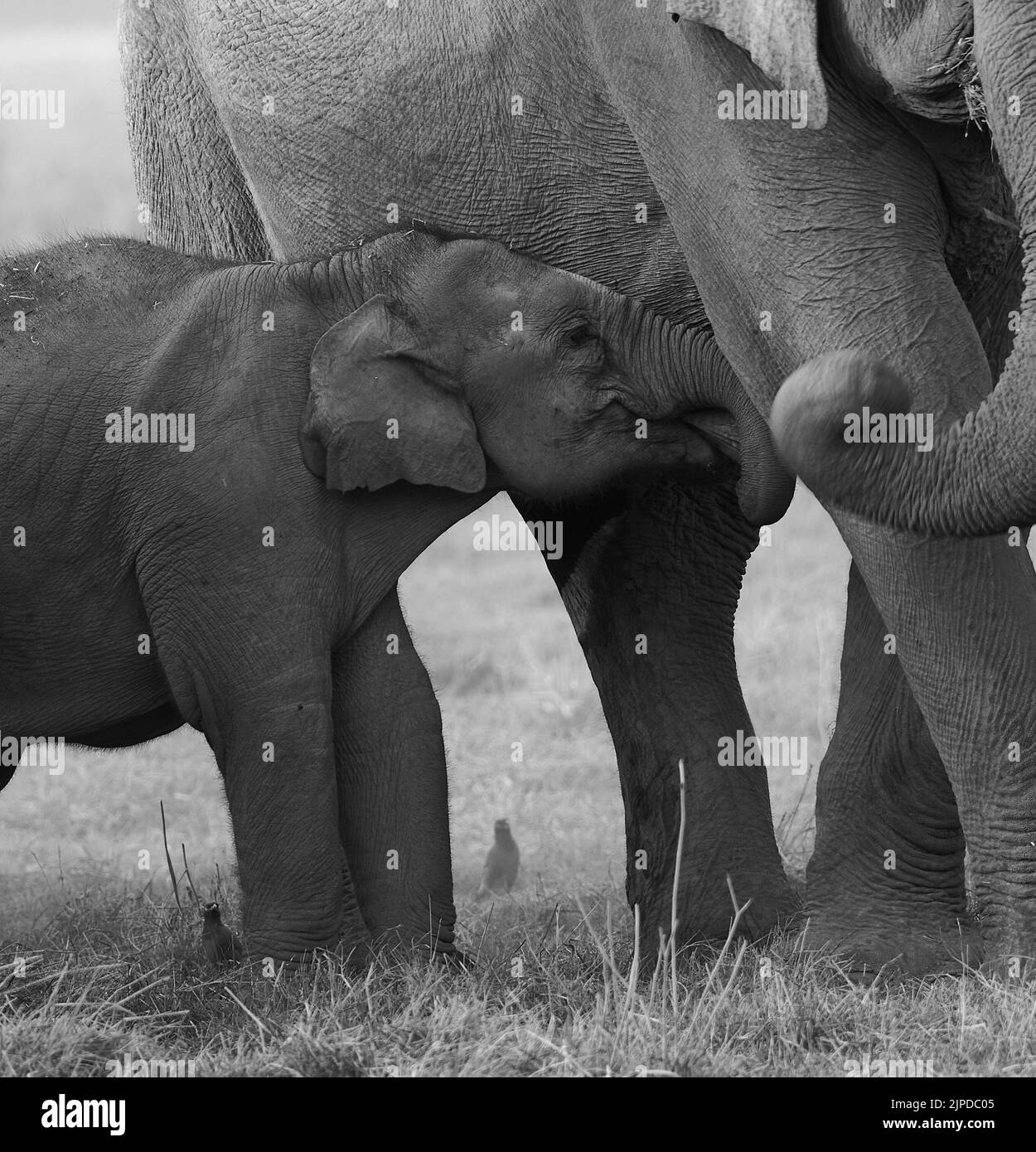 Giovane polpaccio di elefante. Jim Corbett National Park, India. Foto Stock