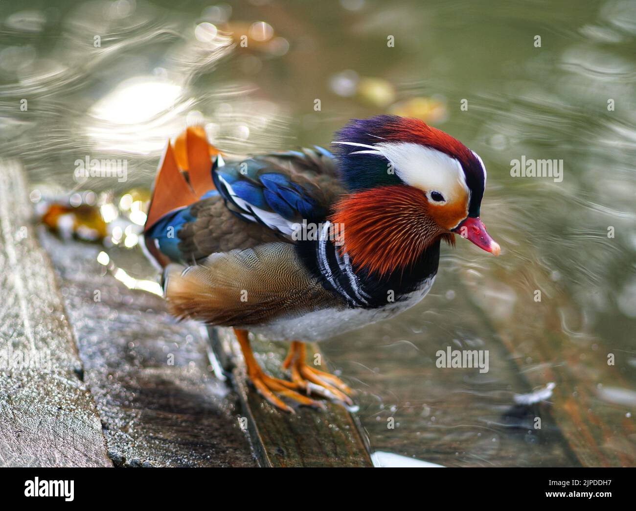 Un primo piano di adorabile anatra mandarina in piedi su una superficie di legno sulla riva del lago Foto Stock