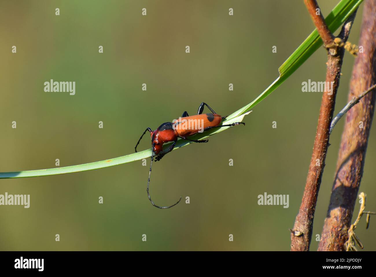 Uno scarabeo longhorn arancio che attraversa su una lama d'erba con sfondo sfocato. Java. Euryphagus maxillosus Foto Stock
