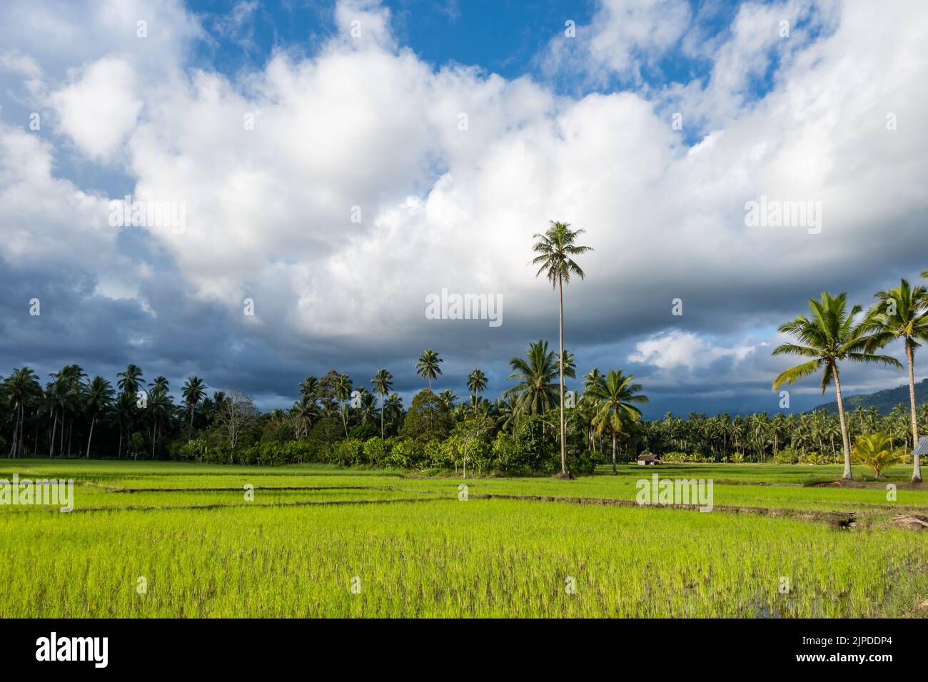 Risaie nei pressi di Tomohon, Sulawesi settentrionale, Indonesia. Foto Stock