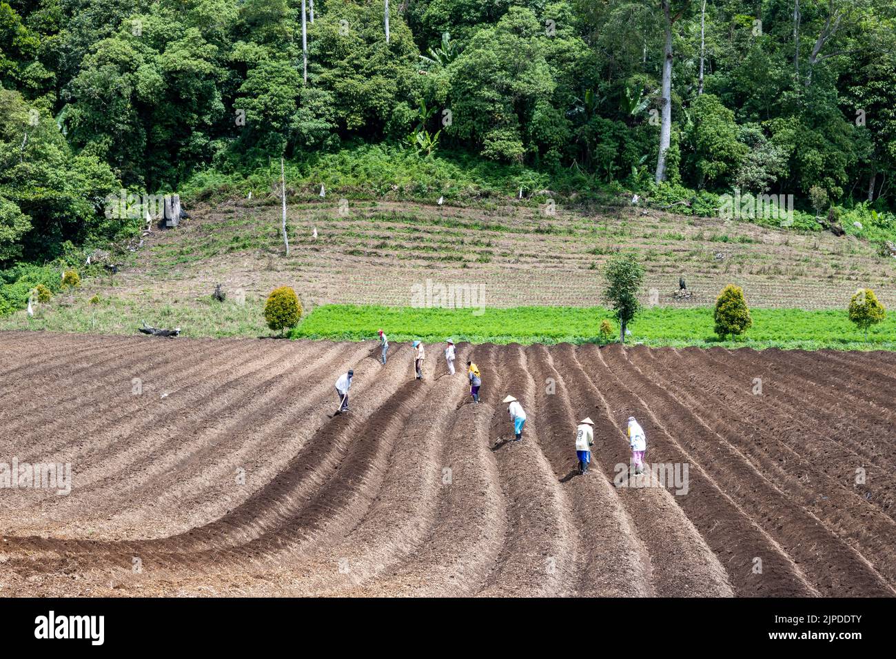 Coltivatori locali che lavorano su arato campo. Sulawesi, Indonesia. Foto Stock