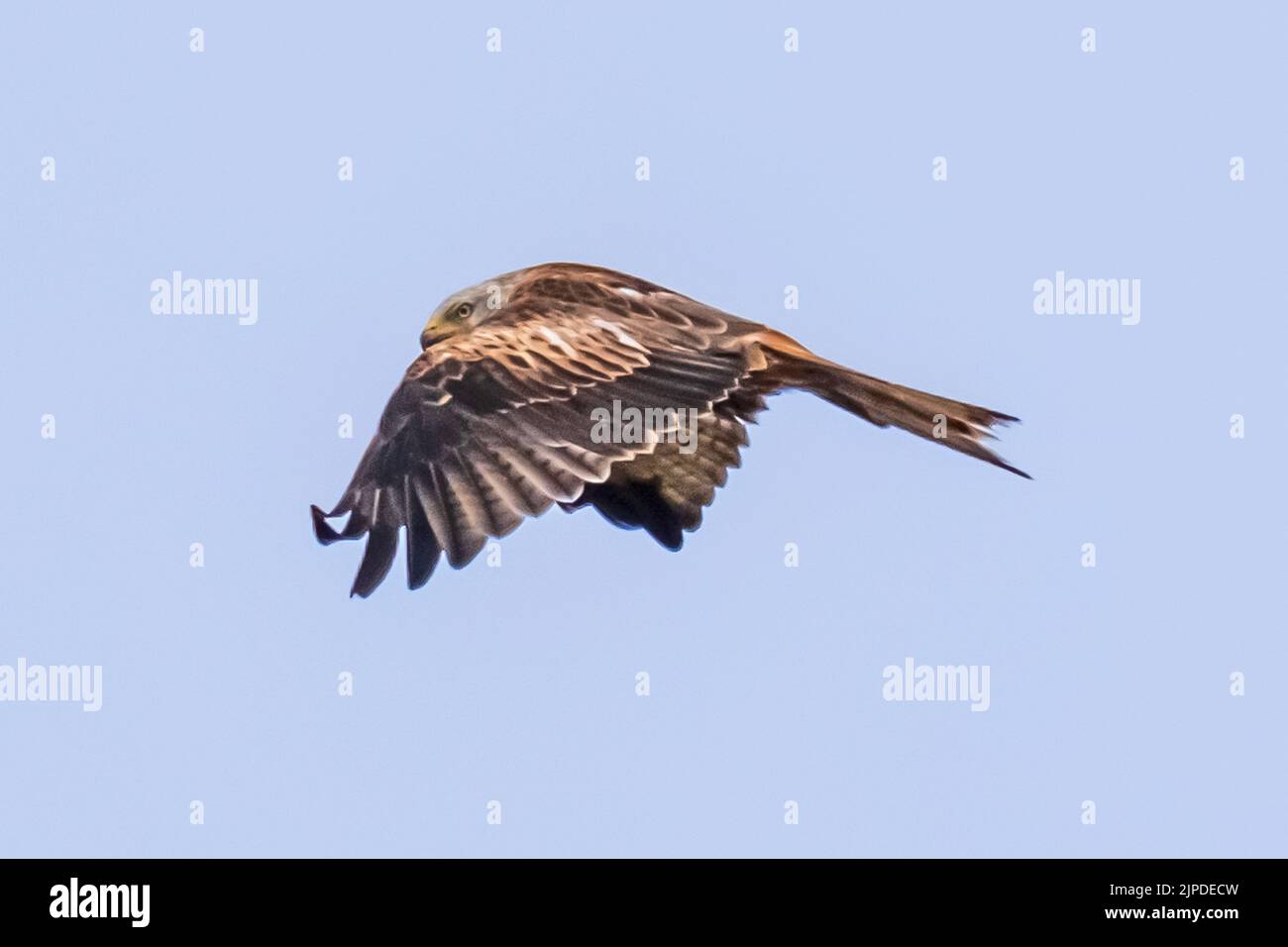 Red Kite in volo! Sorvola e scivola nel cielo sopra Woburn, Bedfordshire, Inghilterra, mentre sei alla ricerca di cibo. Foto Stock