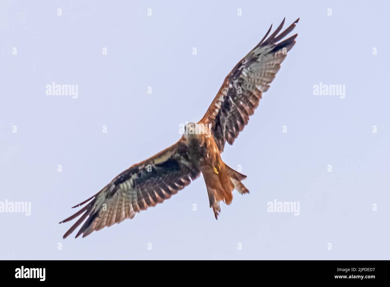 Red Kite in volo! Sorvola e scivola nel cielo sopra Woburn, Bedfordshire, Inghilterra, mentre sei alla ricerca di cibo. Foto Stock