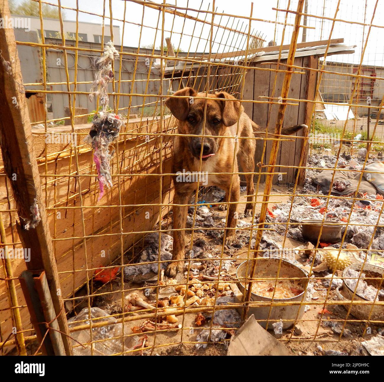 Adozione PET. Cane senza casa in riparo animale in cattive condizioni di vita Foto Stock