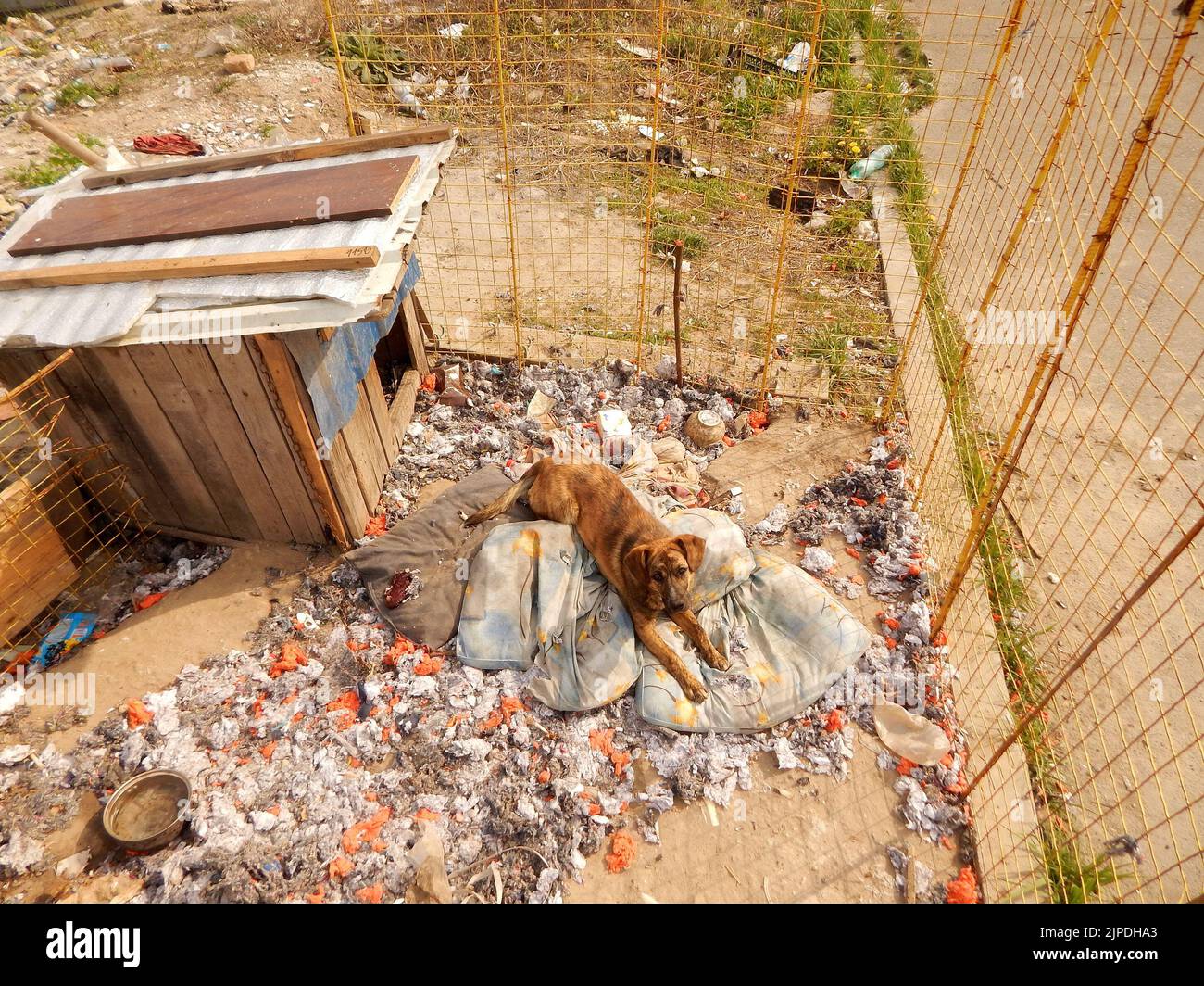 Cane abbandonato in gabbia recintata al PET Adoption Center in cattive condizioni di vita Foto Stock