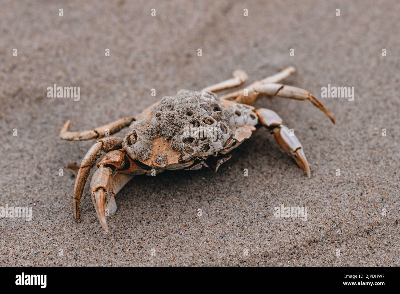 primo piano di granchio su sabbia Foto Stock