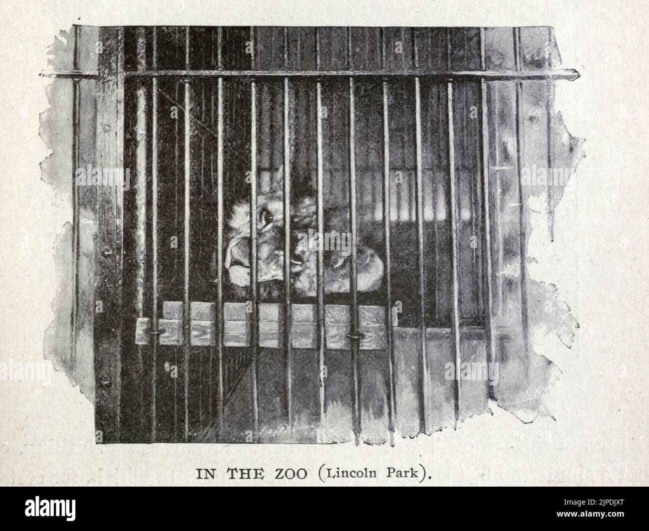 La gabbia dei leoni solitari nello zoo dal libro guida " pittoresca Chicago e guida alla fiera mondiale " pubblicato nel 1893 Editore Lennox Pub. Co Foto Stock