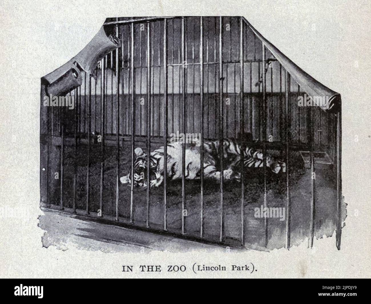 La gabbia delle tigri solitarie nello zoo dal libro guida " pittoresca Chicago e guida alla fiera mondiale " pubblicato nel 1893 Editore Lennox Pub. Co Foto Stock