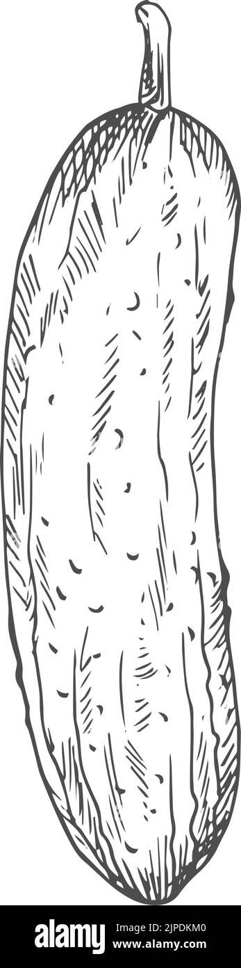 Cetriolo intero schizzo vegetale isolato. Cetriolo vettoriale o cetriolo di cetriolo Illustrazione Vettoriale