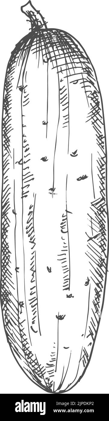 Cetriolo intero schizzo vegetale isolato. Cetriolo vettoriale o cetriolo di cetriolo Illustrazione Vettoriale