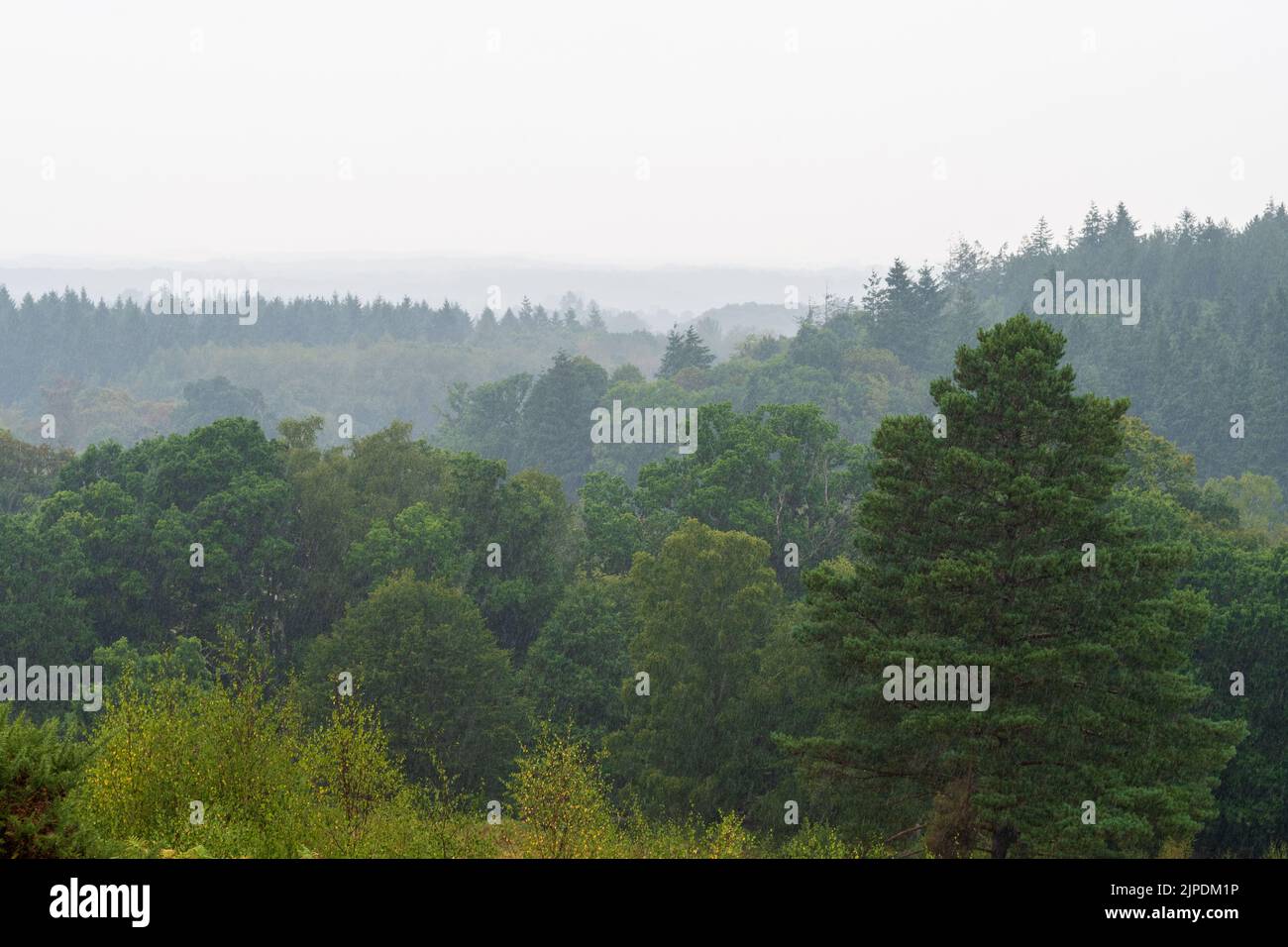 Moyles Court, Ringwood, New Forest, Hampshire, Regno Unito, 17th agosto 2022, tempo: Temporale nel pomeriggio porta la pioggia molto necessaria al paesaggio. Credit: Paul Biggins/Alamy Live News Foto Stock