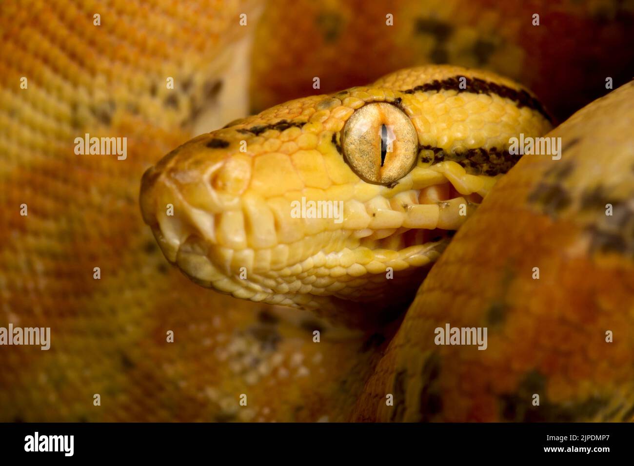 Albero da giardino boa (Corallus hortulana) Foto Stock
