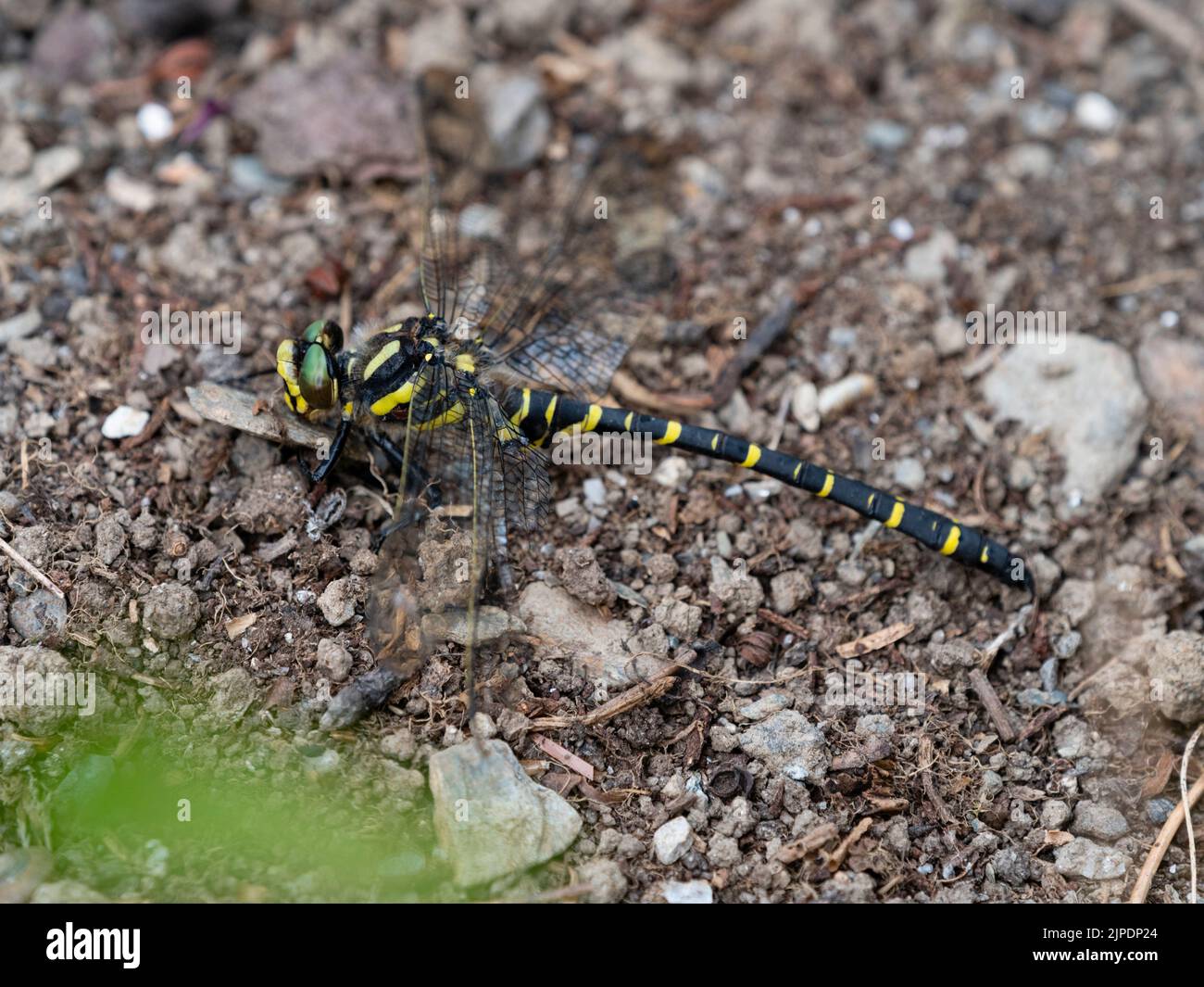 Libellula ad anello d'oro, Cordulegaster boltonii, a riposo sul terreno in un giardino britannico Foto Stock