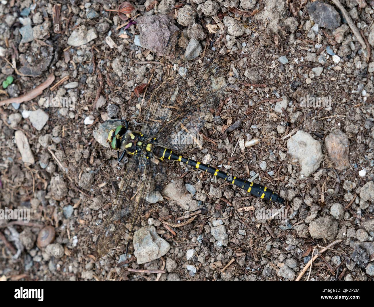 Libellula ad anello d'oro, Cordulegaster boltonii, a riposo sul terreno in un giardino britannico Foto Stock
