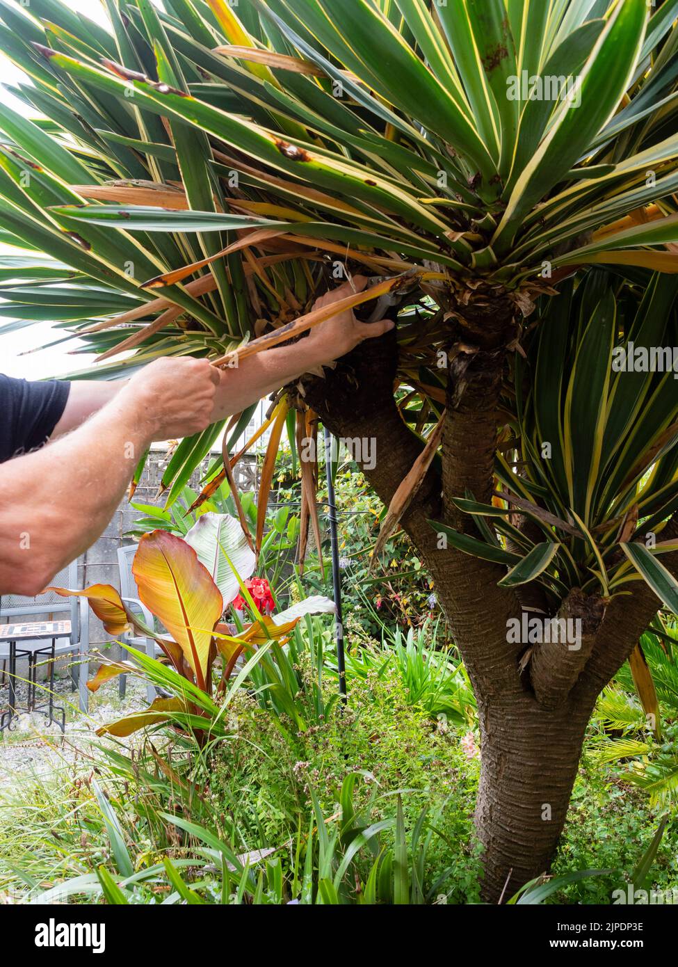 Rifilare le foglie inferiori morte e morente di una grande Yucca gloriosa a più teste 'variegata' in un giardino britannico Foto Stock