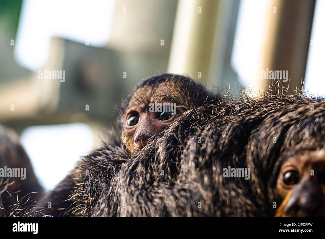 Primo piano White-Faced/Guianan Saki Monkey femmina (Pitecia Pithecia), primo piano sguardo all'animale femminile con bambino piccolo sulla schiena. Piccolo ritratto di scimmia Foto Stock