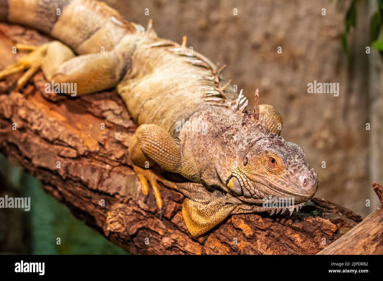 La lucertola varana poggia sul ramo di legno. Predatore rettile. Foto Stock