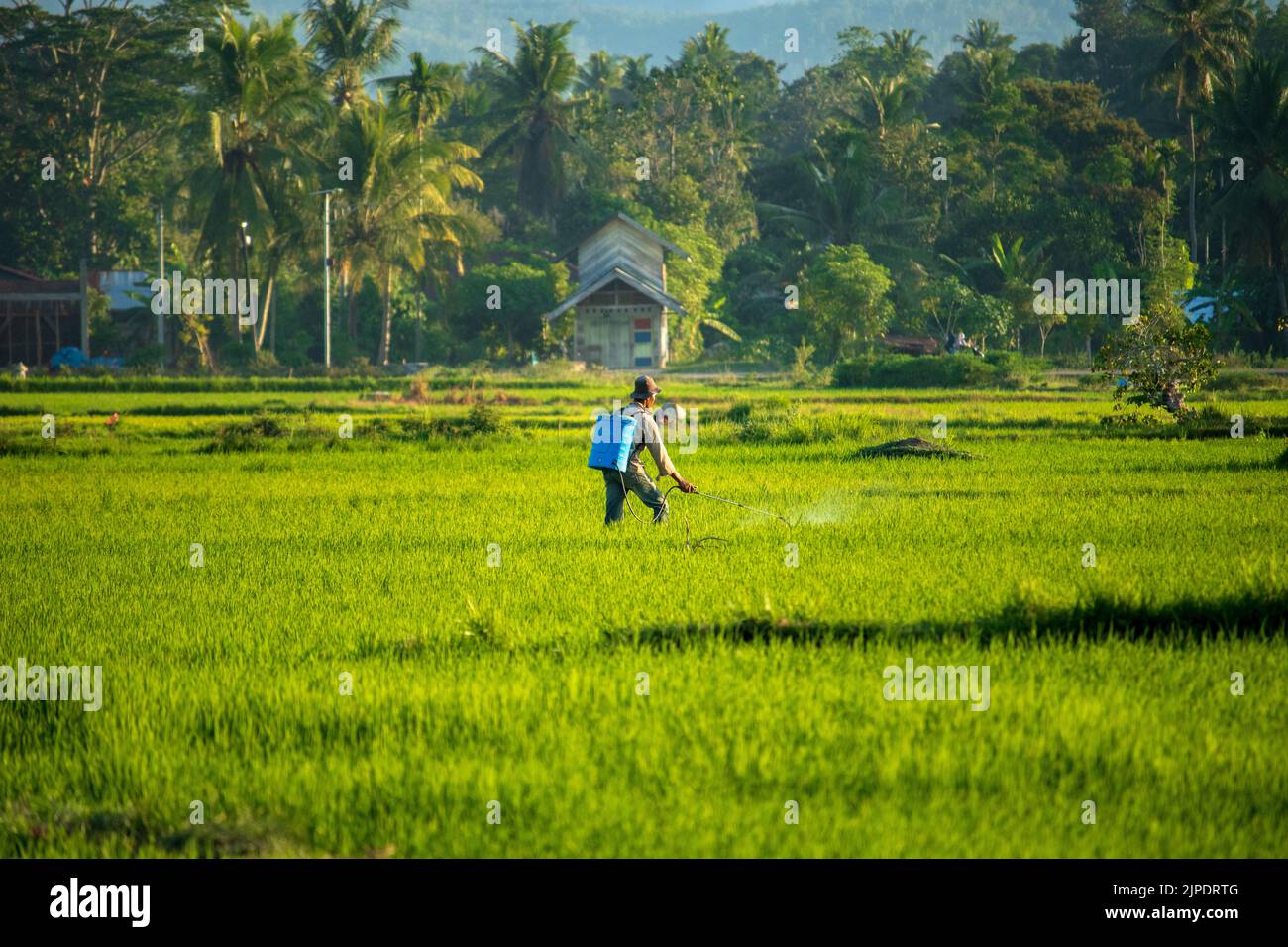 Un agricoltore sta spruzzando pesticidi sul riso, Aceh, Indonesia Foto Stock