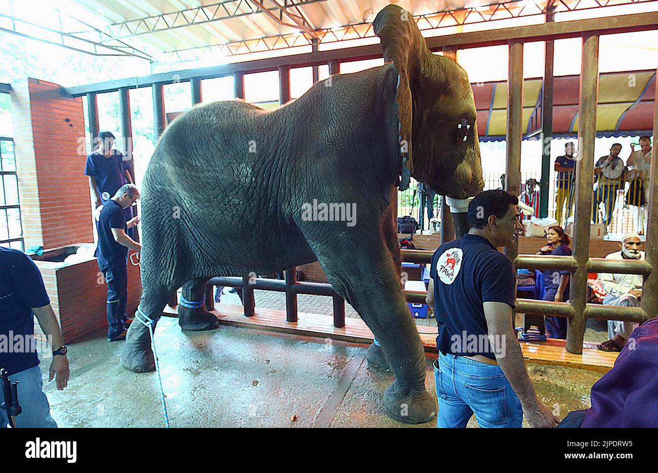 I funzionari del team medico dell'organizzazione globale per il benessere degli animali Four Paws stanno esaminando la salute delle elefanti africane durante la loro visita al giardino zoologico di Karachi mercoledì 17 agosto 2022. Gli esperti internazionali che attualmente visitavano lo Zoo di Karachi hanno dovuto rimandare l'operazione a due zanne di un elefante prevista per martedì, in quanto due chirurghi non potevano arrivare in città a causa delle cattive condizioni meteorologiche. Foto Stock