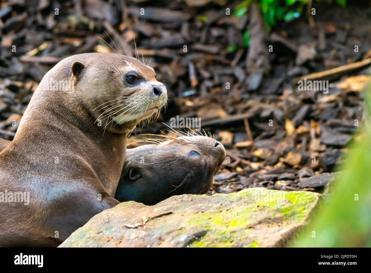 Lontra gigante o lontra gigante del fiume, Pteronura brasiliensis, particolare della testa animale vicino alla grande pietra. Vivere in acqua. Foto Stock