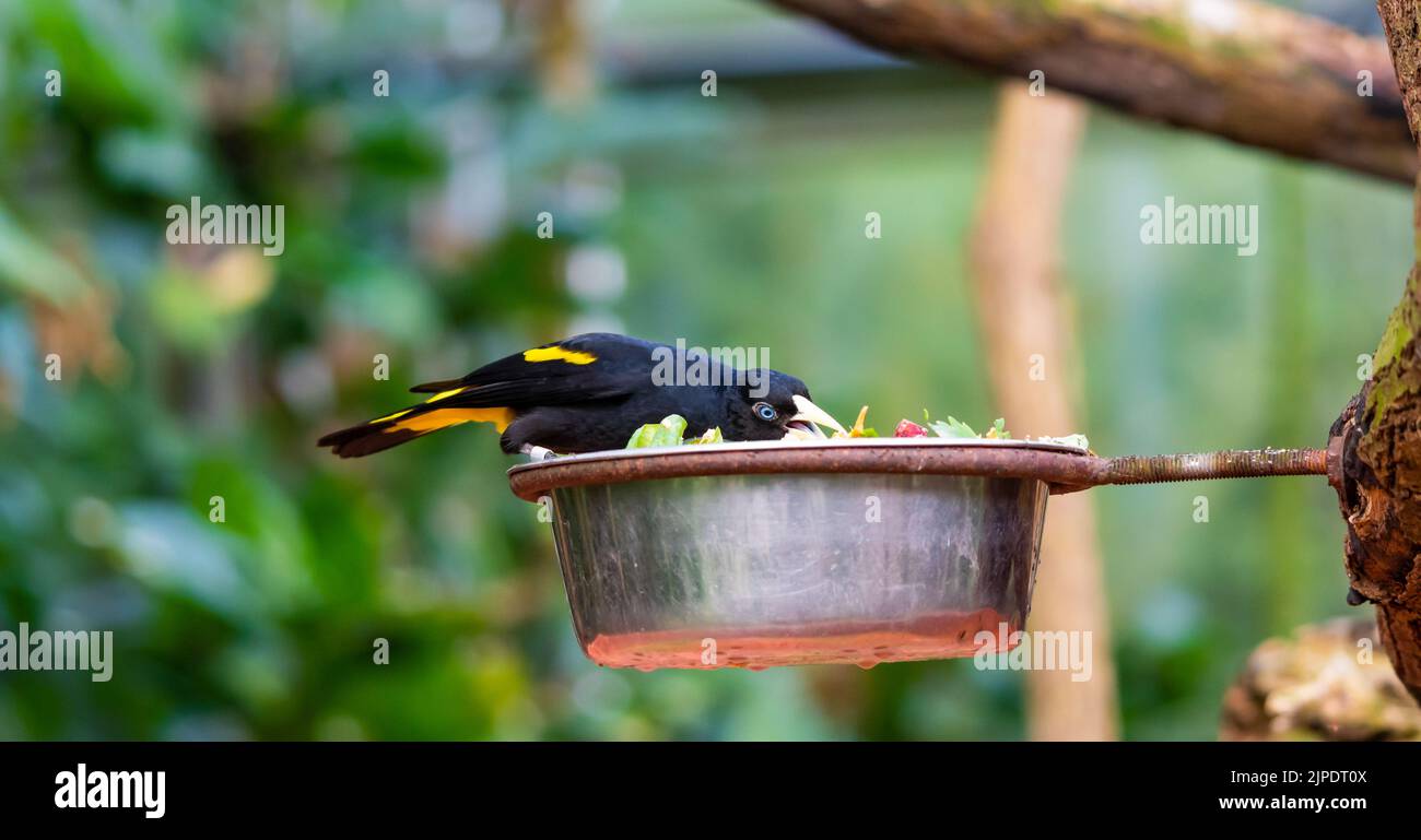 Alimentazione di piccolo uccello cacique giallo rumped (nome latino Cacicus cela). Alimentatore di uccello è messo su albero tropicale. Piccolo uccello nero con occhi blu naturale Foto Stock