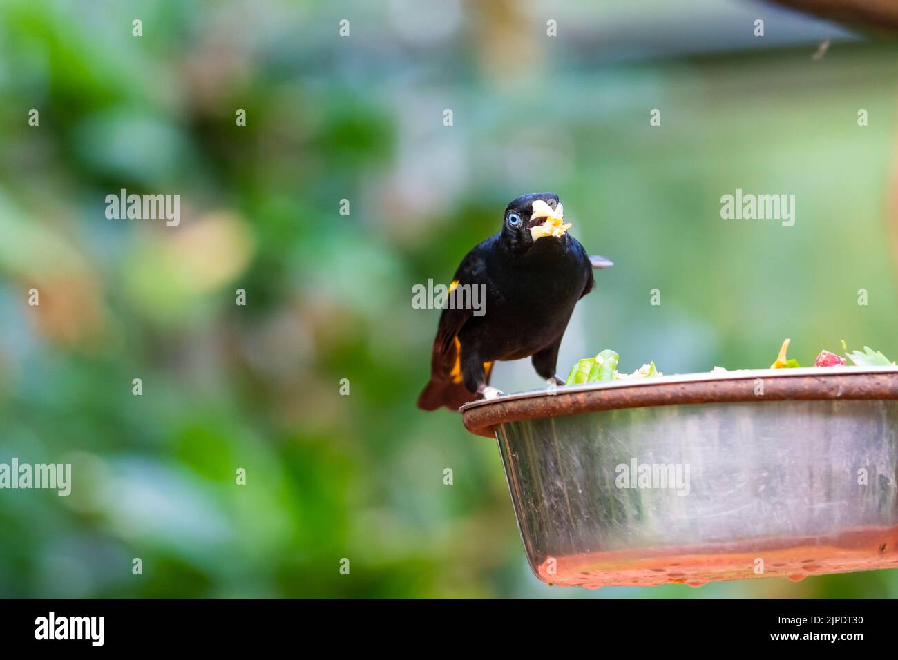 Alimentazione di piccolo uccello cacique giallo rumped (nome latino Cacicus cela). Alimentatore di uccello è messo su albero tropicale. Piccolo uccello nero con occhi blu naturale Foto Stock