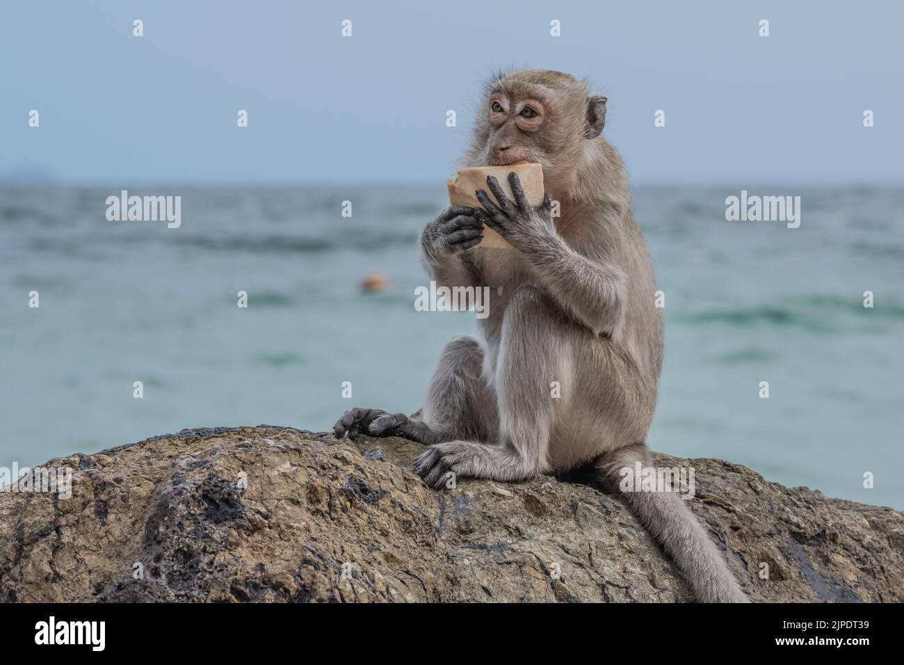Fotografa con Alissa e una scimmia Genommen nella regione dell'isola di Koh Larn in Thailandia, nella parte orientale della regione centrale Foto Stock