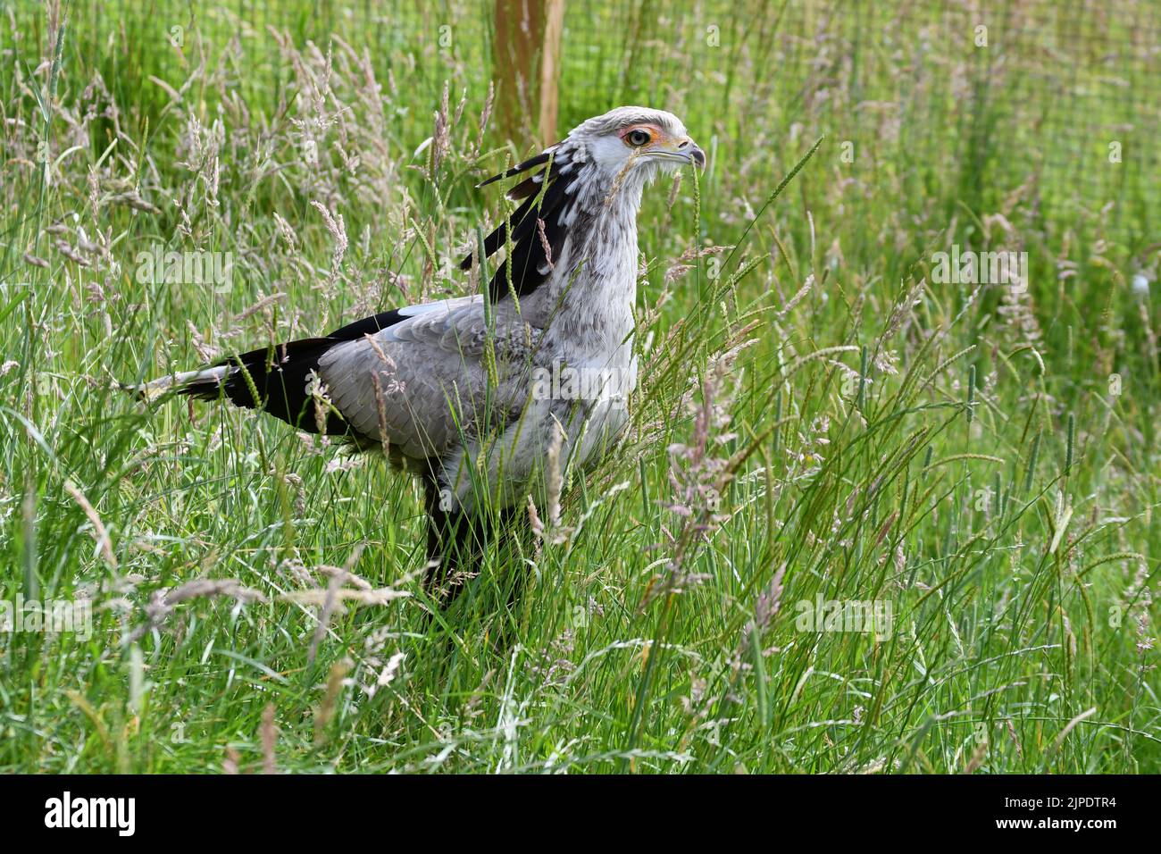 Uccello segretario al Cotswold Falconry Centre, Moreton a Marsh, Gloucestershire, Inghilterra, Regno Unito Foto Stock