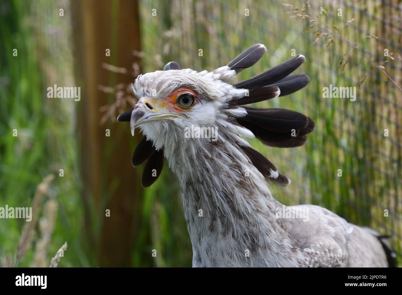 Uccello segretario al Cotswold Falconry Centre, Moreton a Marsh, Gloucestershire, Inghilterra, Regno Unito Foto Stock