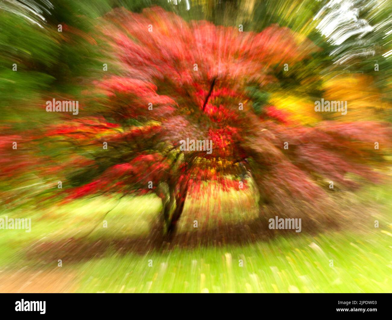 Autunno fogliame astratto intenzionale movimento fotocamera ICM zoom Ottobre 2020 Foto Stock
