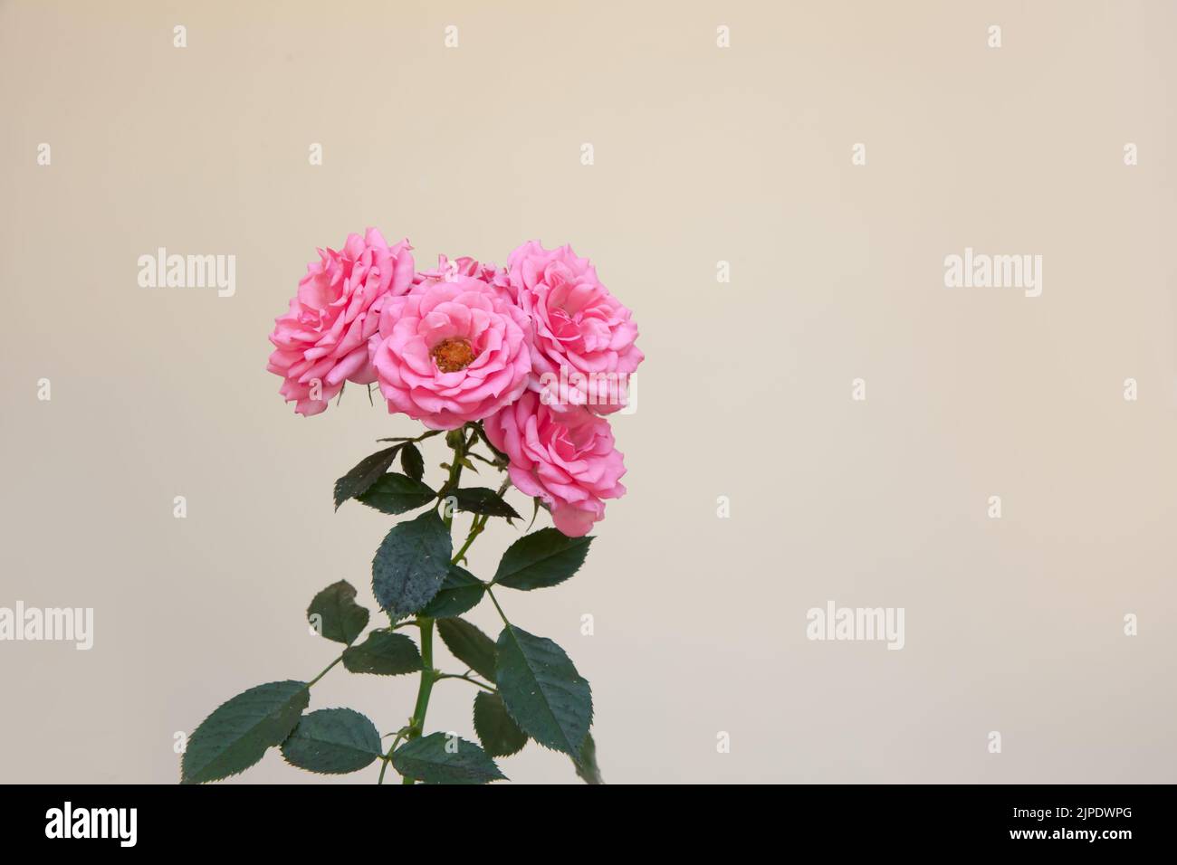 Rosa rosa conosciuto anche come Rosa Damascena, Damasco rosa fiorire in giardino soleggiato Foto Stock