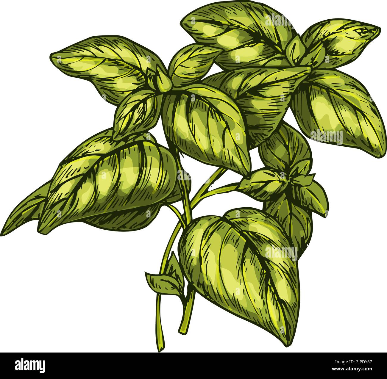 Origano verde ramo isolato dolce selvatico schizzo di maggiorana. Stagionatura naturale vettoriale, erbe speziate Illustrazione Vettoriale