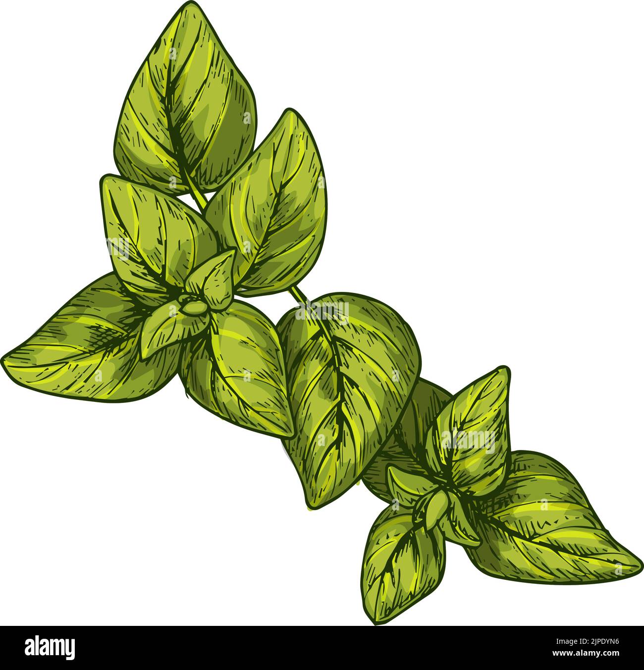 Marjoram isolato schizzo di erbe culinarie. Verdure verdi vettoriali, piante perenni di maggiorana dolce, verdure fresche. Vaso annodato Origanum majorana disegno a mano, origano cretese, spezie francesi dure Illustrazione Vettoriale