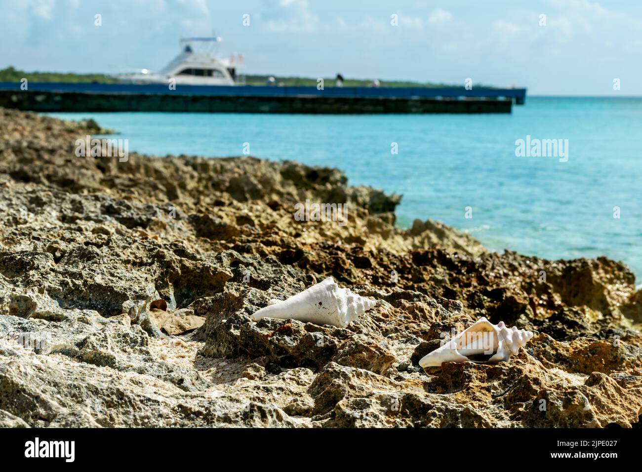 Due conchiglie bianche sul lapiez ruvido della riva di un'isola tropicale nel Mar dei Caraibi. C'è un molo e un piccolo yacht in una sfocatura nel d Foto Stock