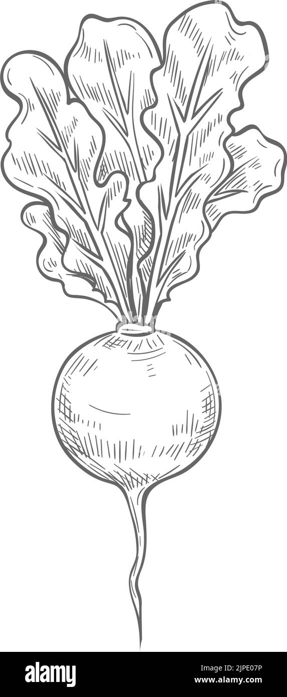 Radice di barbabietola intera con foglie schizzo monocromatico isolato. Vettore mano disegnata ravanello, ingrediente alimentare barbabietola. Verdure di taproot commestibili, barbabietole da giardino da tavola, barbabietole da pranzo con zucchero rosso, verdure fresche Illustrazione Vettoriale
