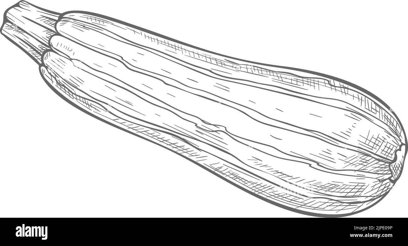Schizzo monocromatico isolato vegetale di zucchine. Cibo vegetariano vettoriale, zucca a strisce con gambo, icona disegnata a mano. Zucca estiva, zucca al midollo, zucca al peperone, zucchine intere vegetariane Illustrazione Vettoriale
