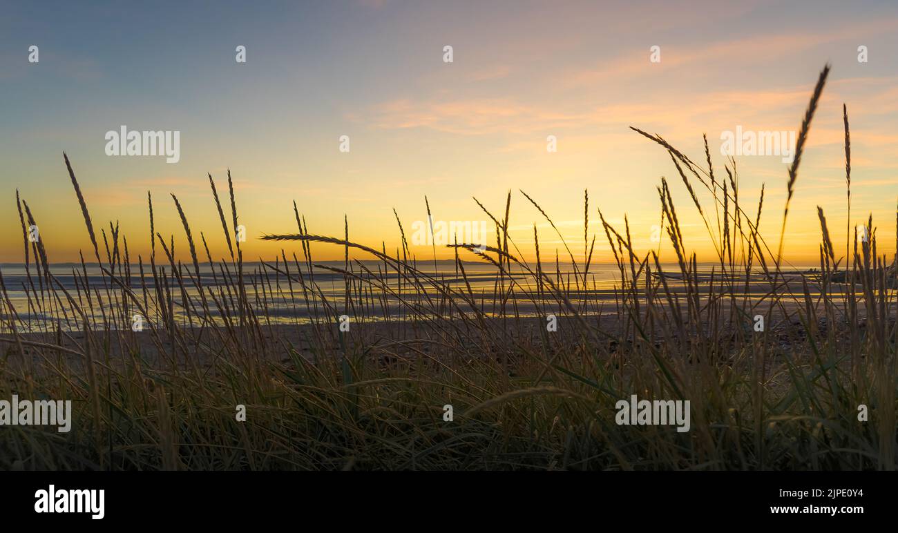 Lame di erba contro un cielo serale. Foto Stock
