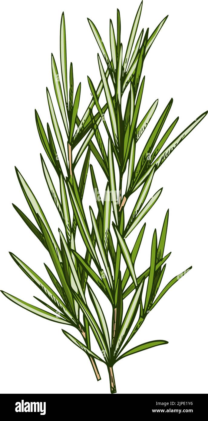 Erba culinaria isolata di rosmarino o di limongrass. Vector Salvia rosmarinus, erbe legnose, perenni con foglie profumate, sempreverdi, aghiformi. Erboristeria se Illustrazione Vettoriale Erba culinaria isolata di rosmarino o di limongrass. Vector Salvia rosmarinus, erbe legnose, perenni con foglie profumate, sempreverdi, aghiformi. Erboristeria se Illustrazione Vettoriale