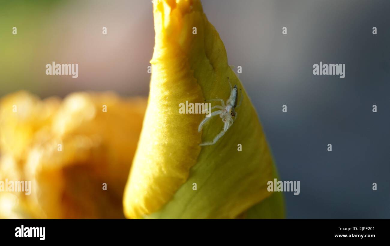 Un piccolo ragno che salta (Hentzia mitrata) su un fiore di Iris giallo chiuso (Iris pseudacorus) Foto Stock