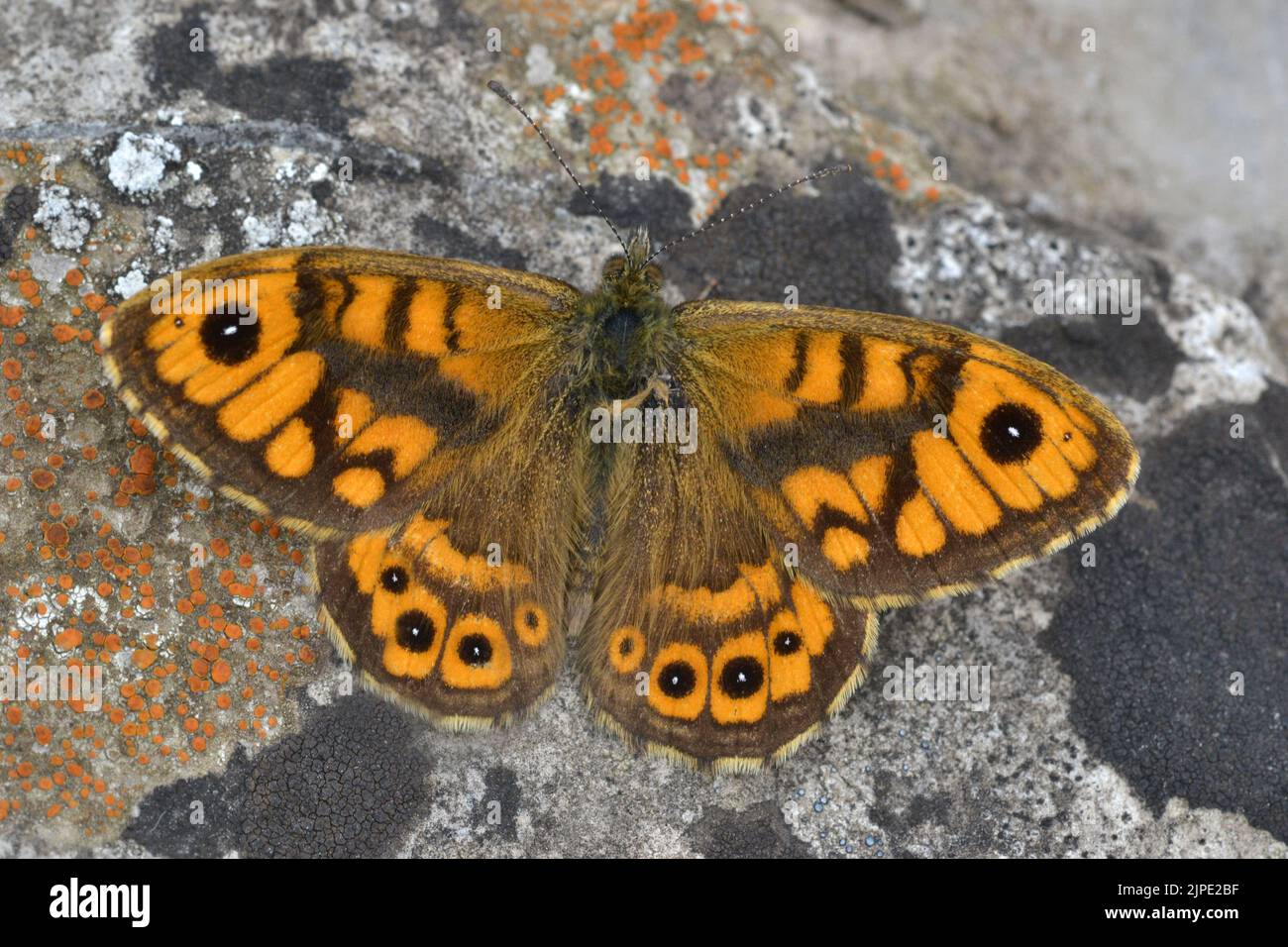 Wall Butterfly, Peak District, Derbyshire Foto Stock