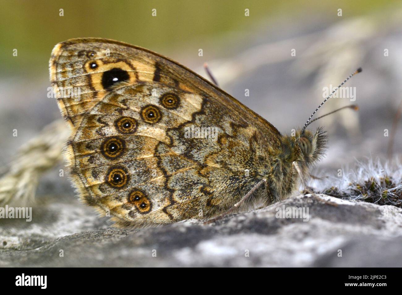 Wall Butterfly, Peak District, Derbyshire Foto Stock