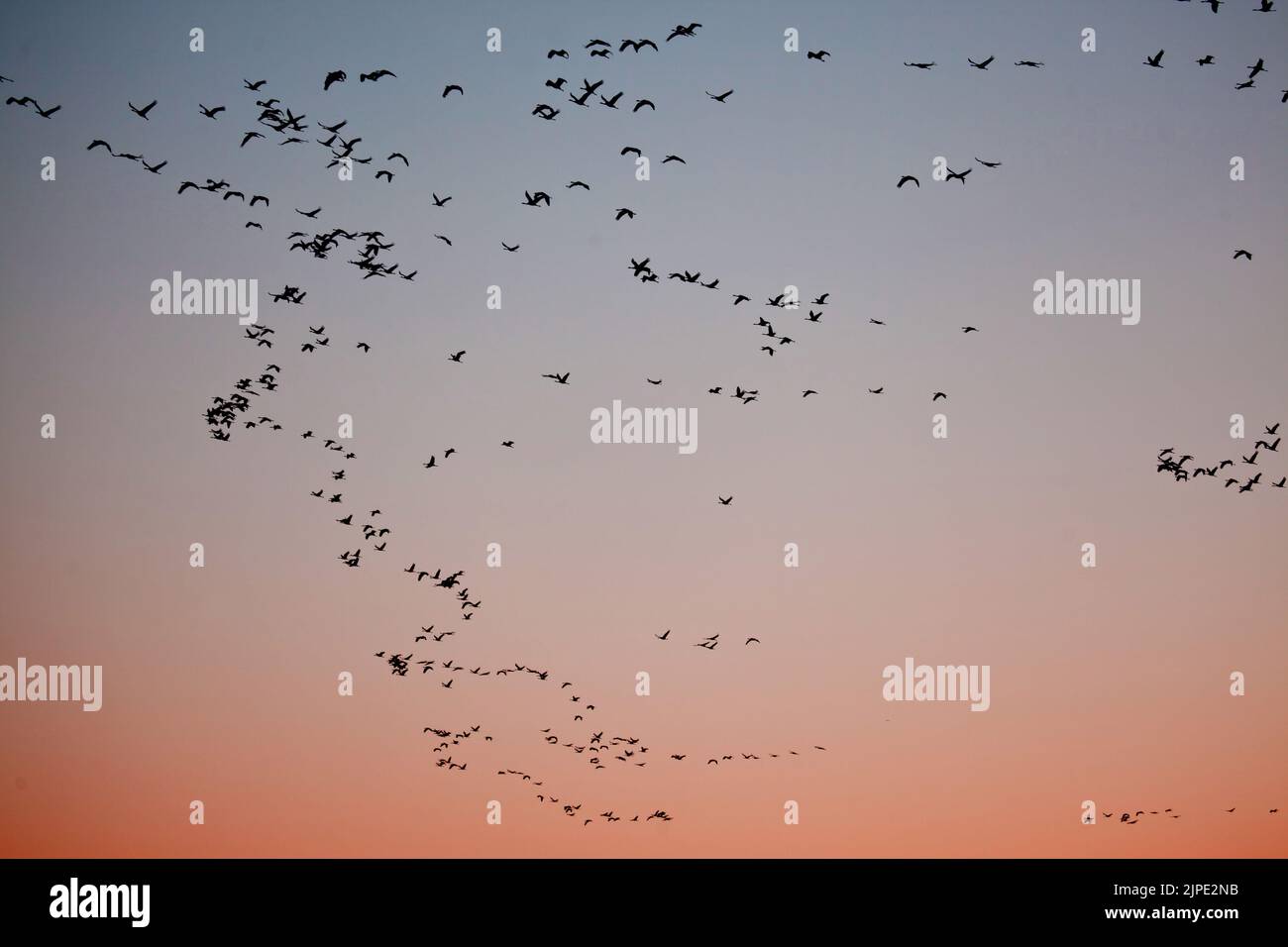 migratorie, sciame di uccelli, im flug, migratories Foto Stock